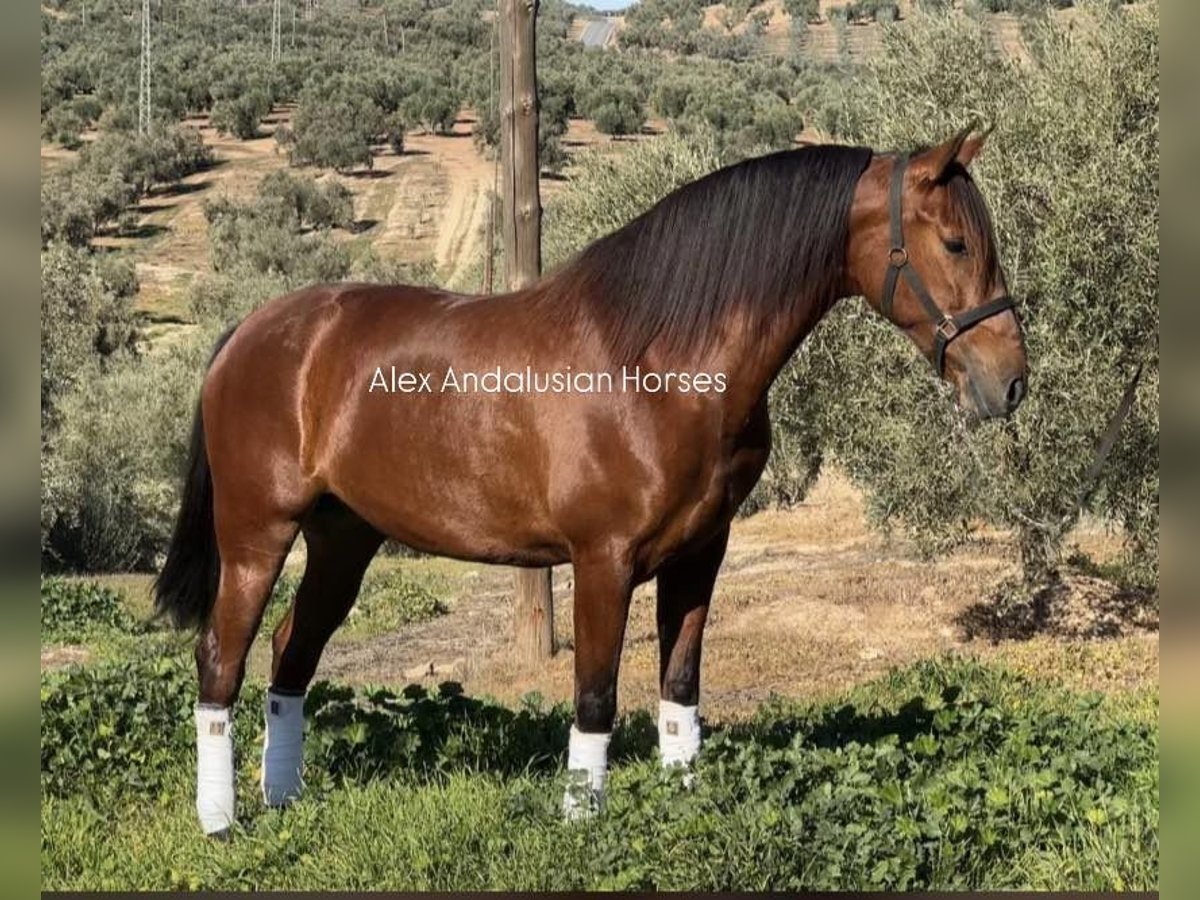 PRE Mix Merrie 5 Jaar 165 cm Bruin in Sevilla