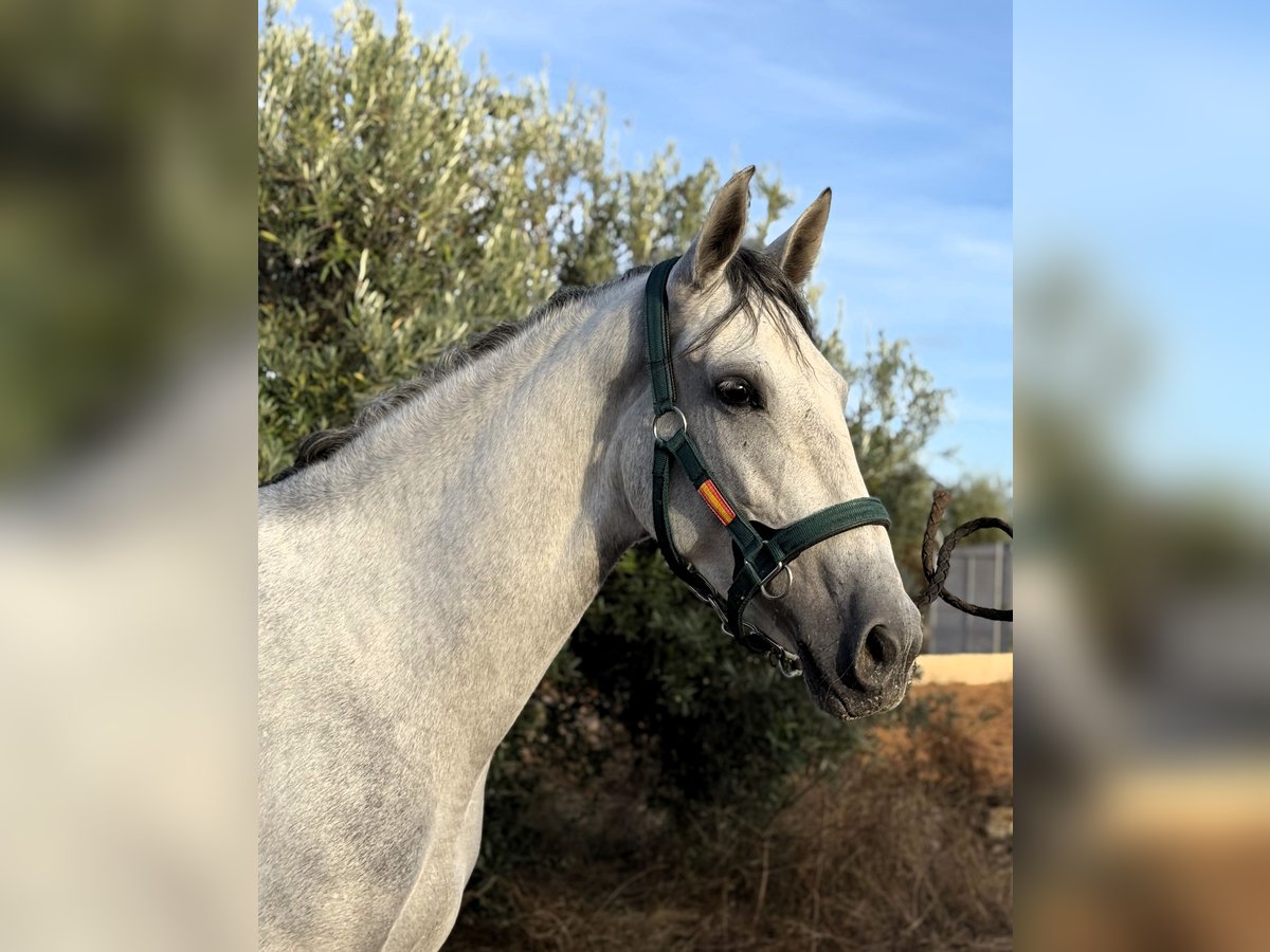 PRE Mix Merrie 5 Jaar 166 cm Schimmel in Sevilla