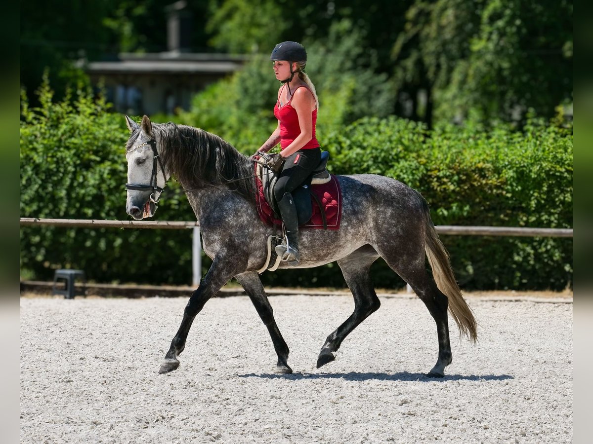 PRE Mix Merrie 6 Jaar 160 cm Appelschimmel in Neustadt (Wied)