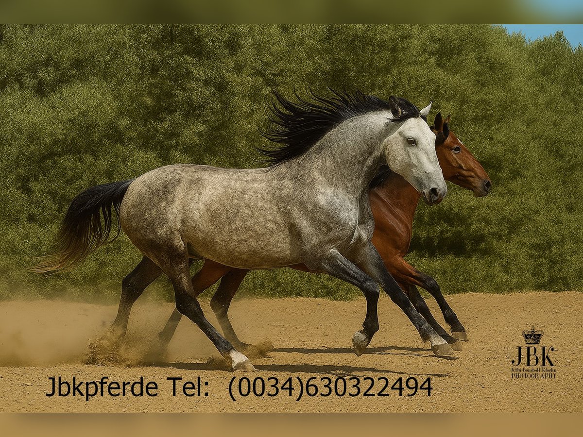 PRE Mix Merrie 6 Jaar 160 cm Schimmel in Tabernas Almeria