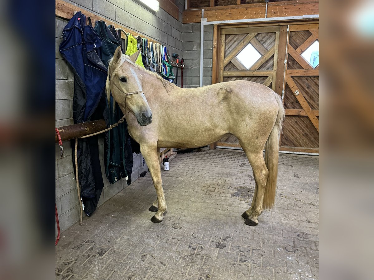 PRE Mix Merrie 6 Jaar 162 cm Palomino in Daleiden