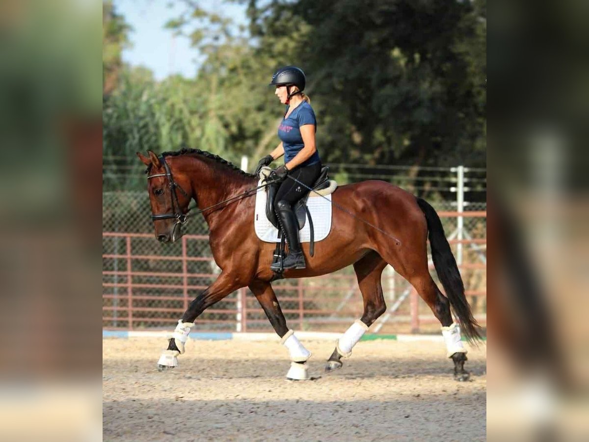 PRE Mix Merrie 6 Jaar 163 cm Bruin in Uetze