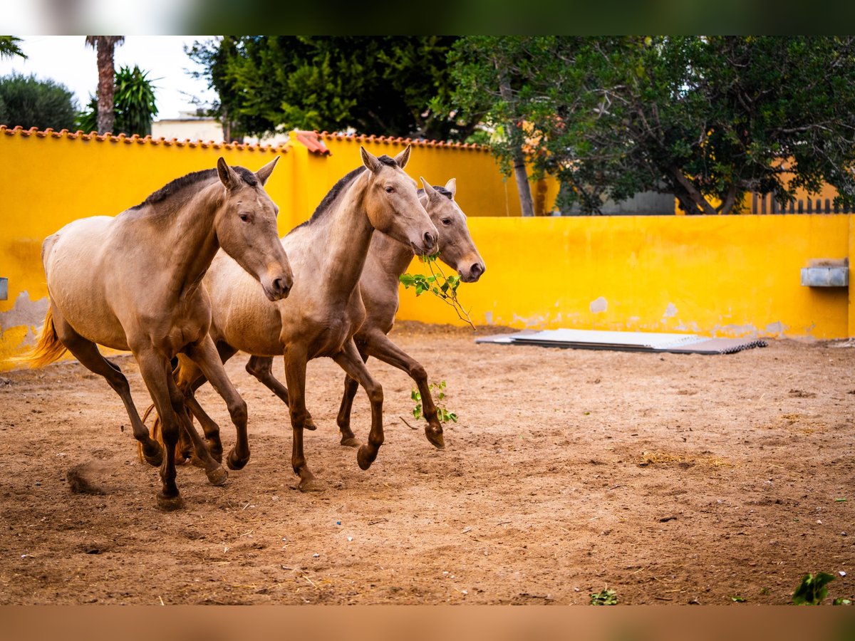 PRE Mix Merrie 6 Jaar 163 cm in Valencia