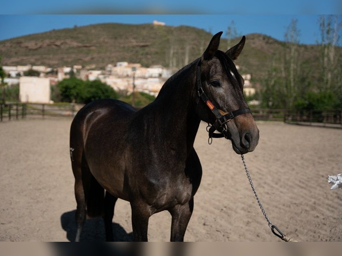 PRE Merrie 6 Jaar Bruin in Santa Fe De Mondujar