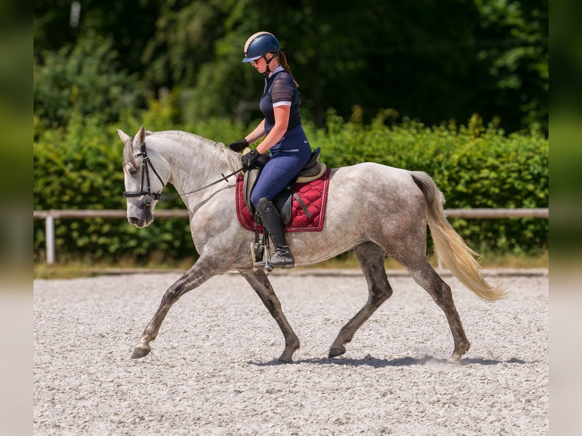 PRE Mix Merrie 7 Jaar 153 cm Schimmel in Neustadt (Wied)