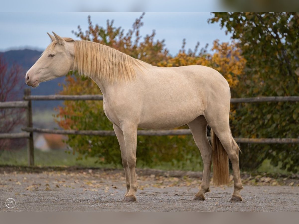 PRE Merrie 7 Jaar 156 cm Perlino in Balingen