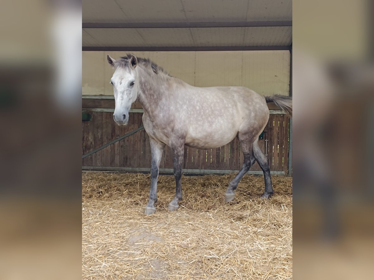 PRE Merrie 7 Jaar 162 cm Schimmel in Guimarães