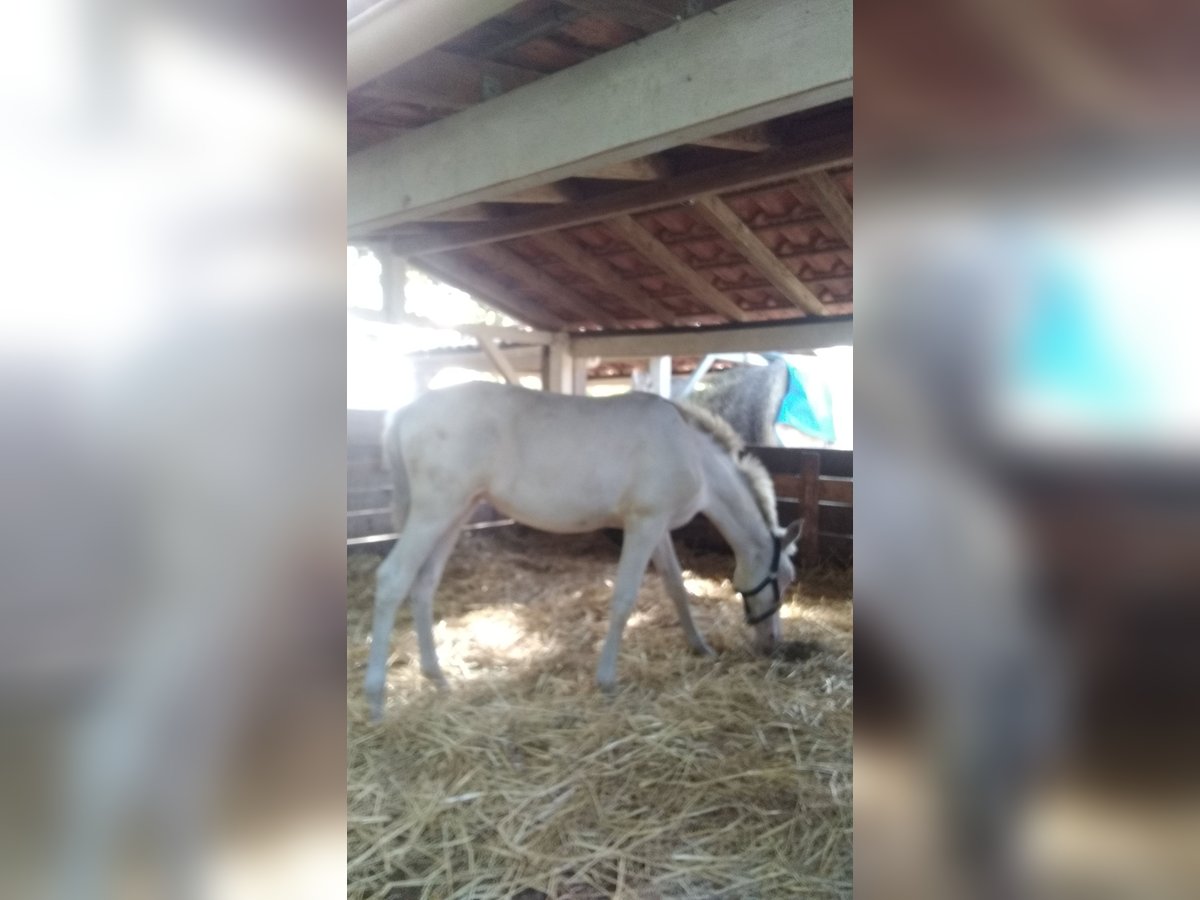 PRE Merrie 7 Jaar 164 cm Cremello in Montagnac-sur-Lède