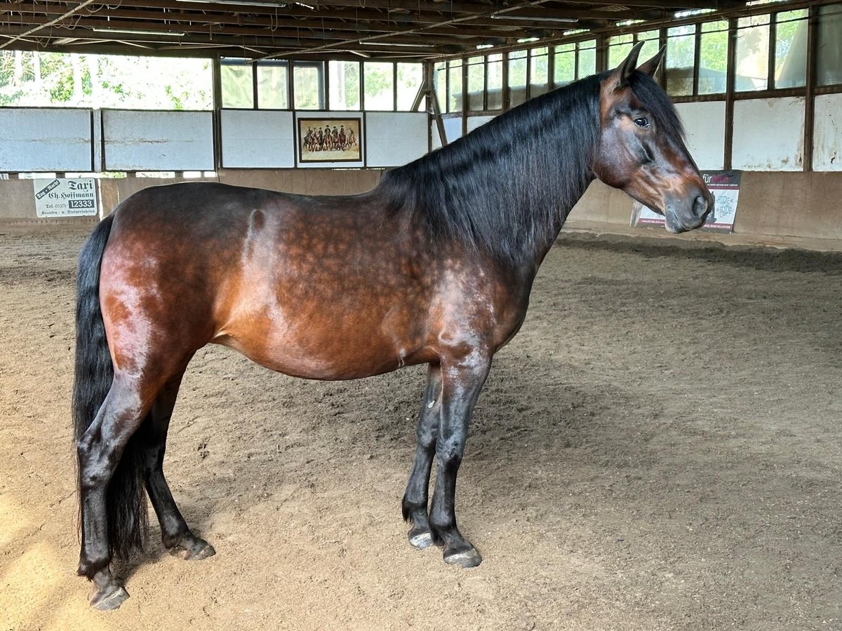 PRE Mix Merrie 8 Jaar 161 cm Bruin in Gifhorn