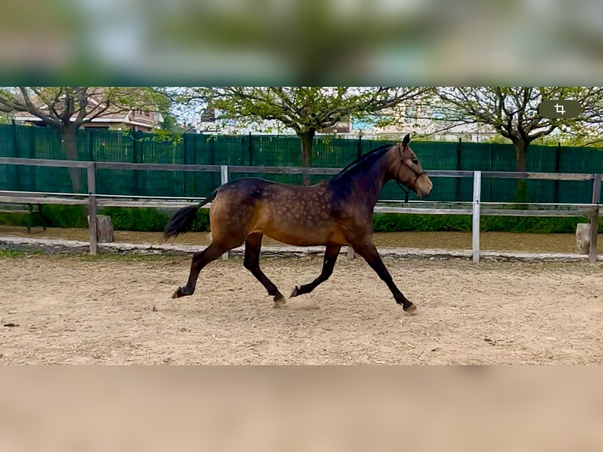 PRE Mix Merrie 8 Jaar 163 cm Falbe in Espinar, De El (Estacion)