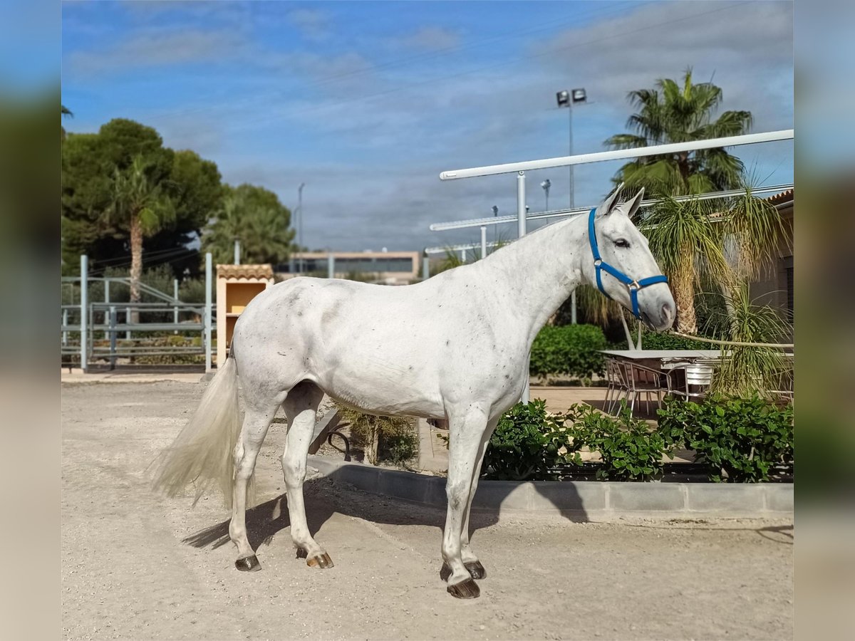 PRE Merrie 8 Jaar 163 cm Schimmel in Alicante/Alacant