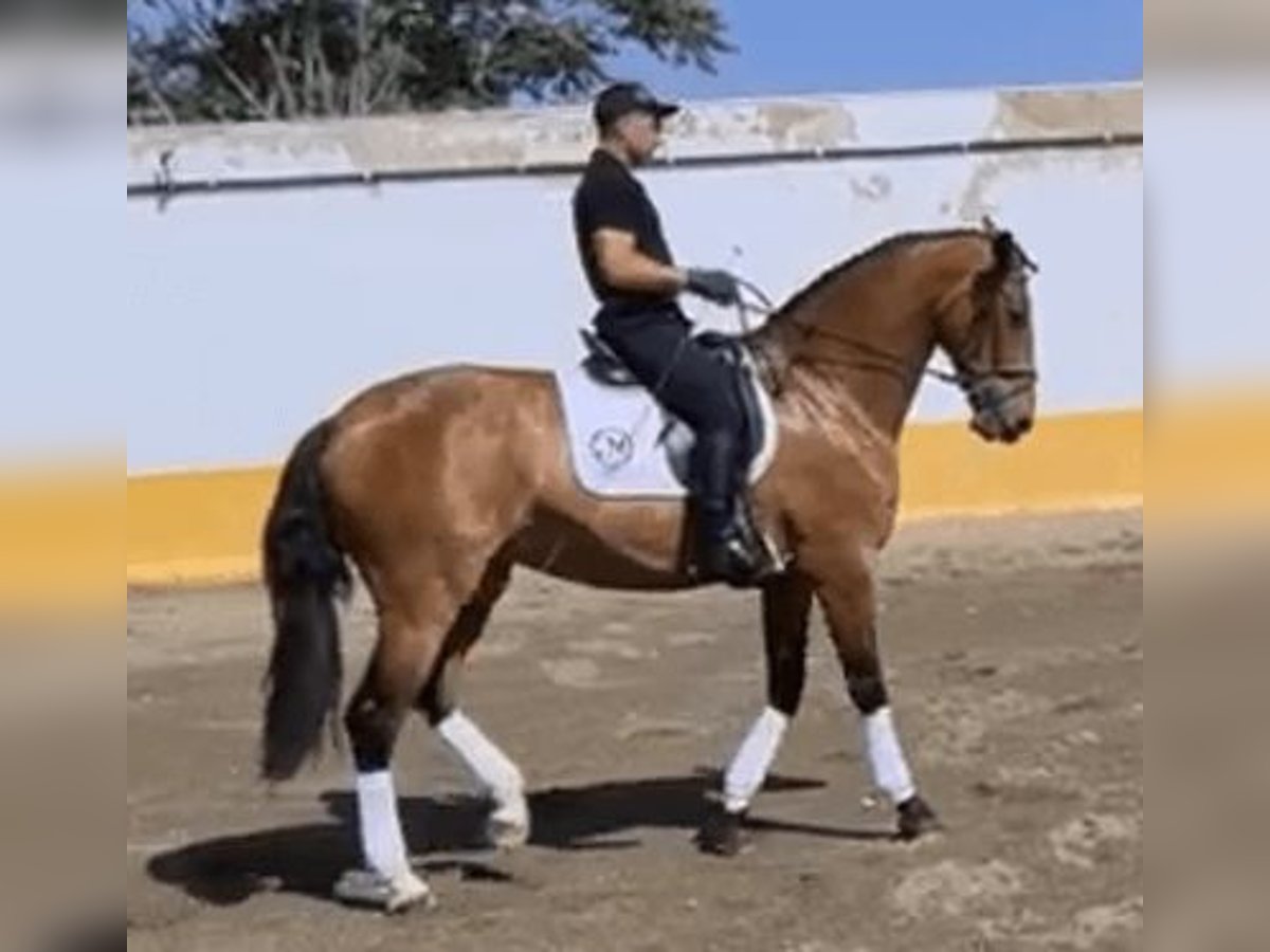 PRE Mix Merrie 8 Jaar 170 cm Roodbruin in Alicante/Alacant