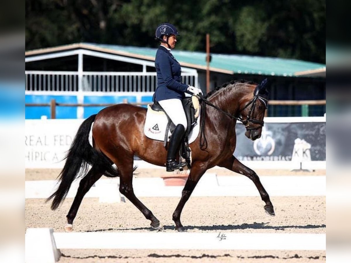 PRE Merrie 9 Jaar 160 cm Donkerbruin in Almafra (Zona)