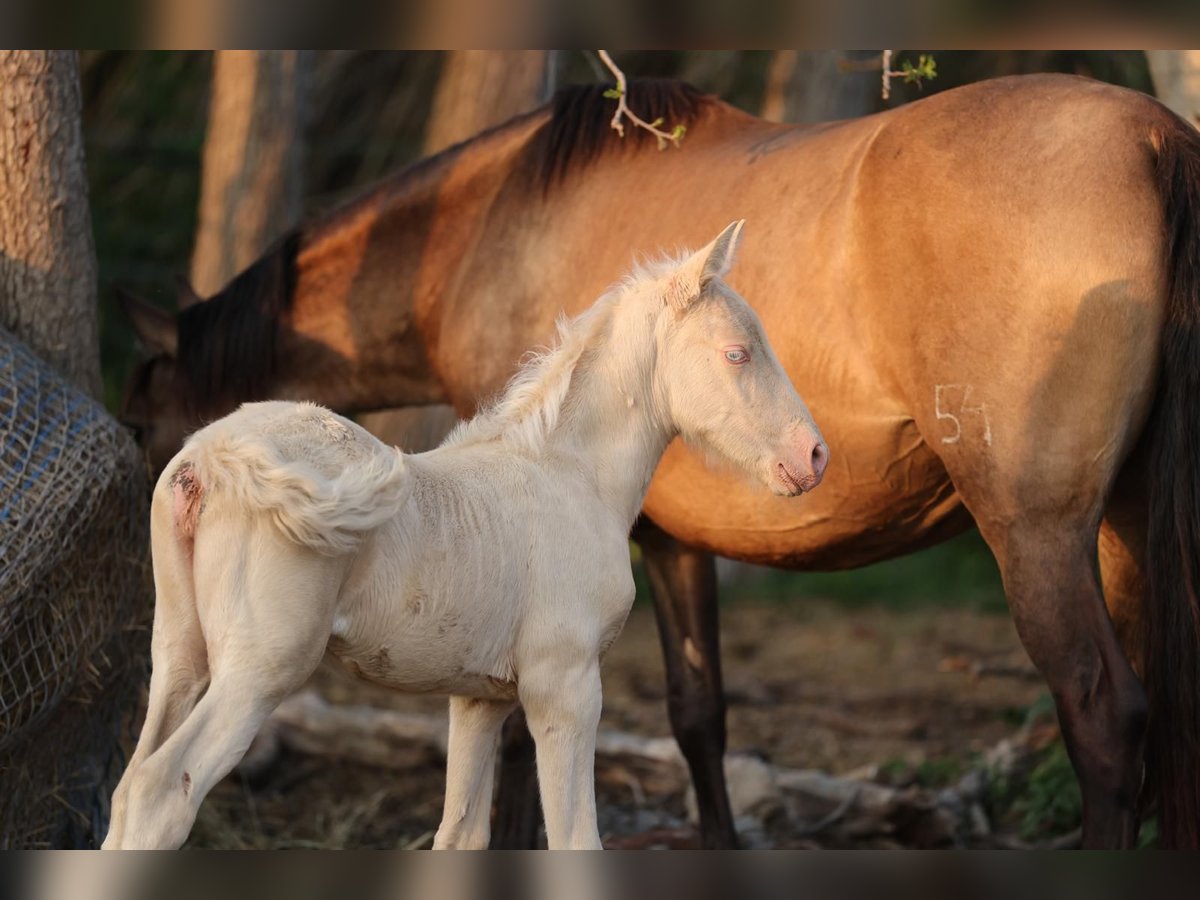 PRE Merrie  135 cm Cremello in Empuriabrava