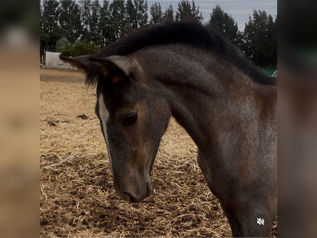 PRE Merrie Veulen (05/2025) 167 cm Wit in Sevilla