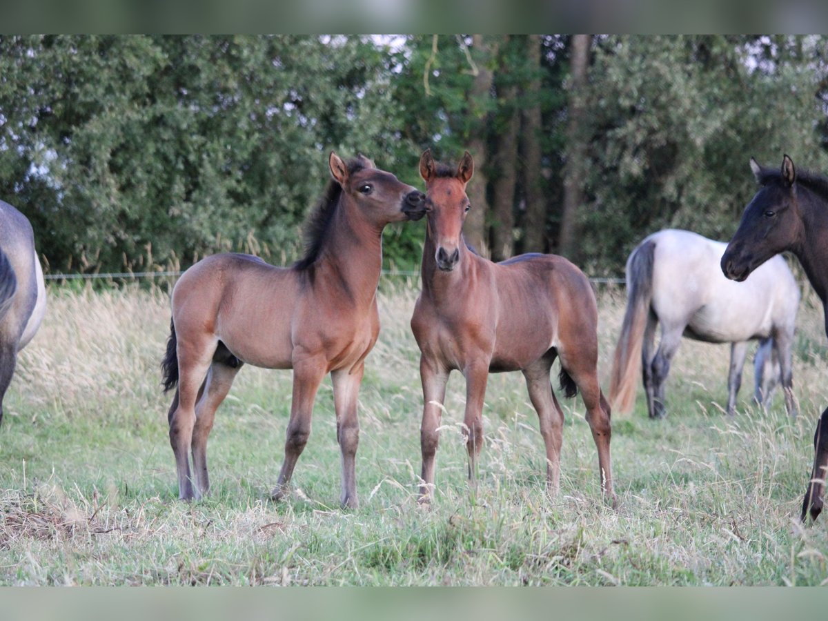 PRE Merrie Veulen (04/2025) Bruin in Alveringem