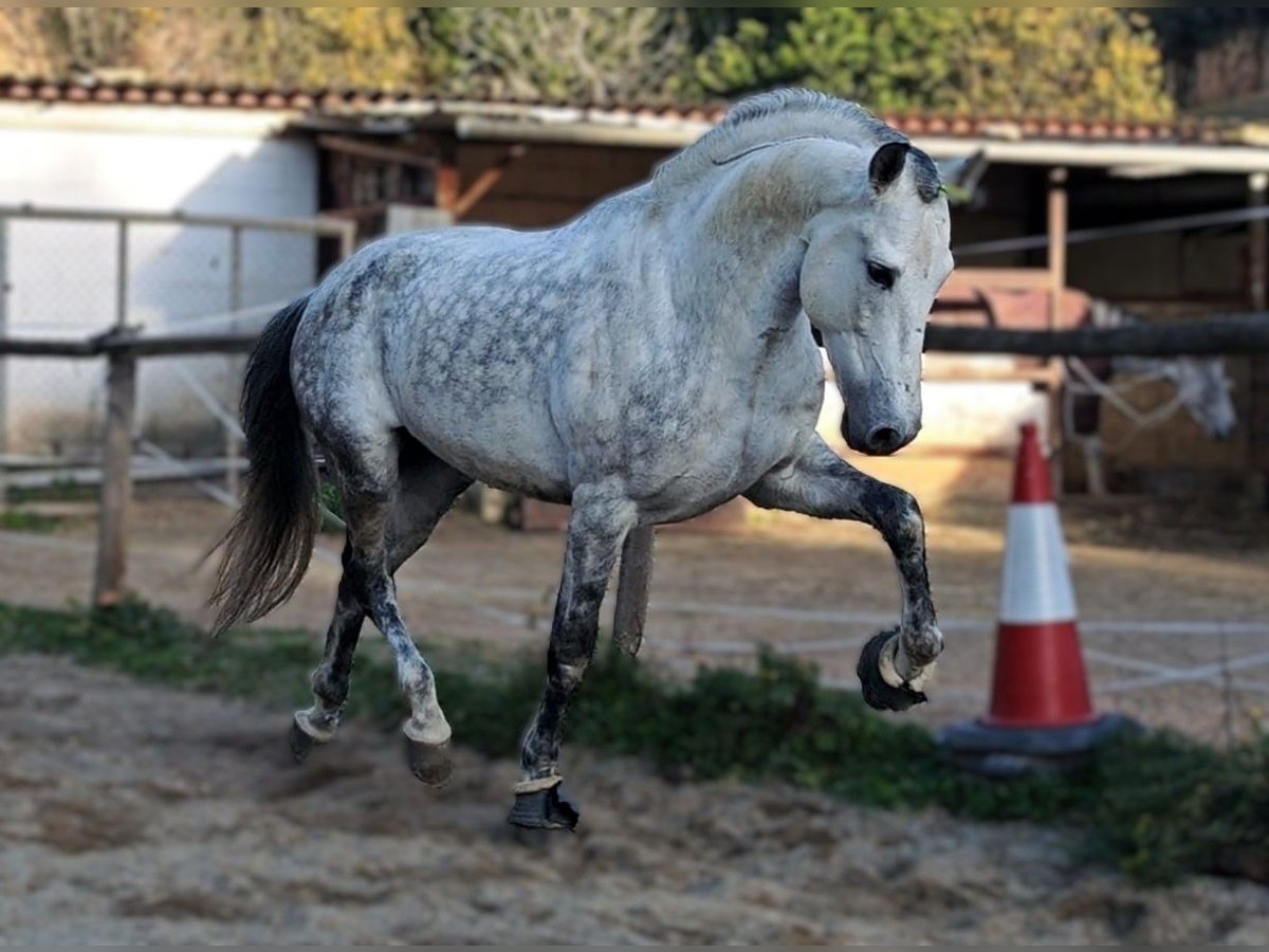 PRE Ogier 10 lat 160 cm Siwa jabłkowita in Viladecans