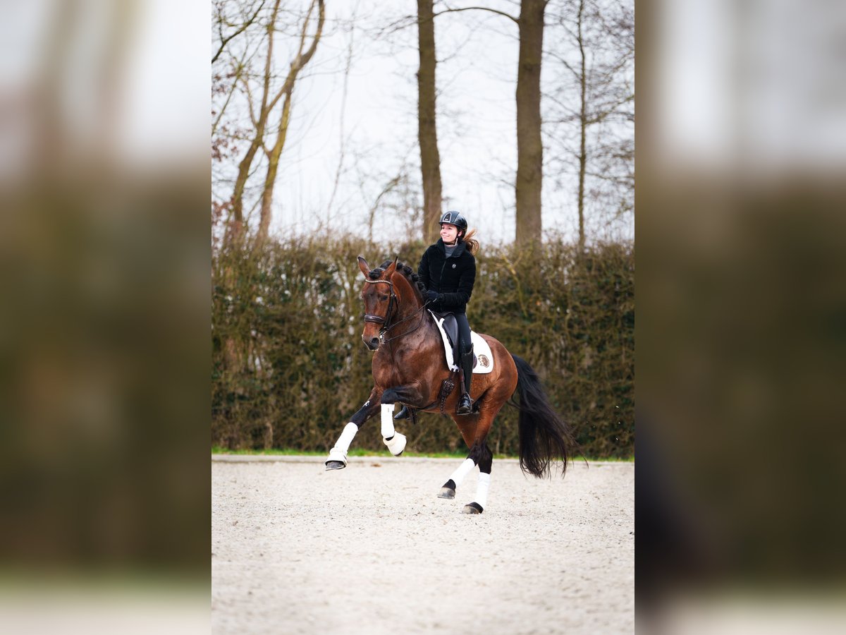 PRE Mix Ogier 11 lat 166 cm Gniada in Ophemert