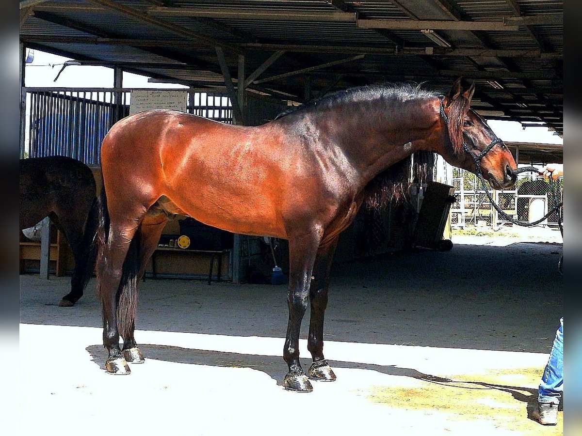 PRE Mix Ogier 11 lat 170 cm Ciemnogniada in Martfeld