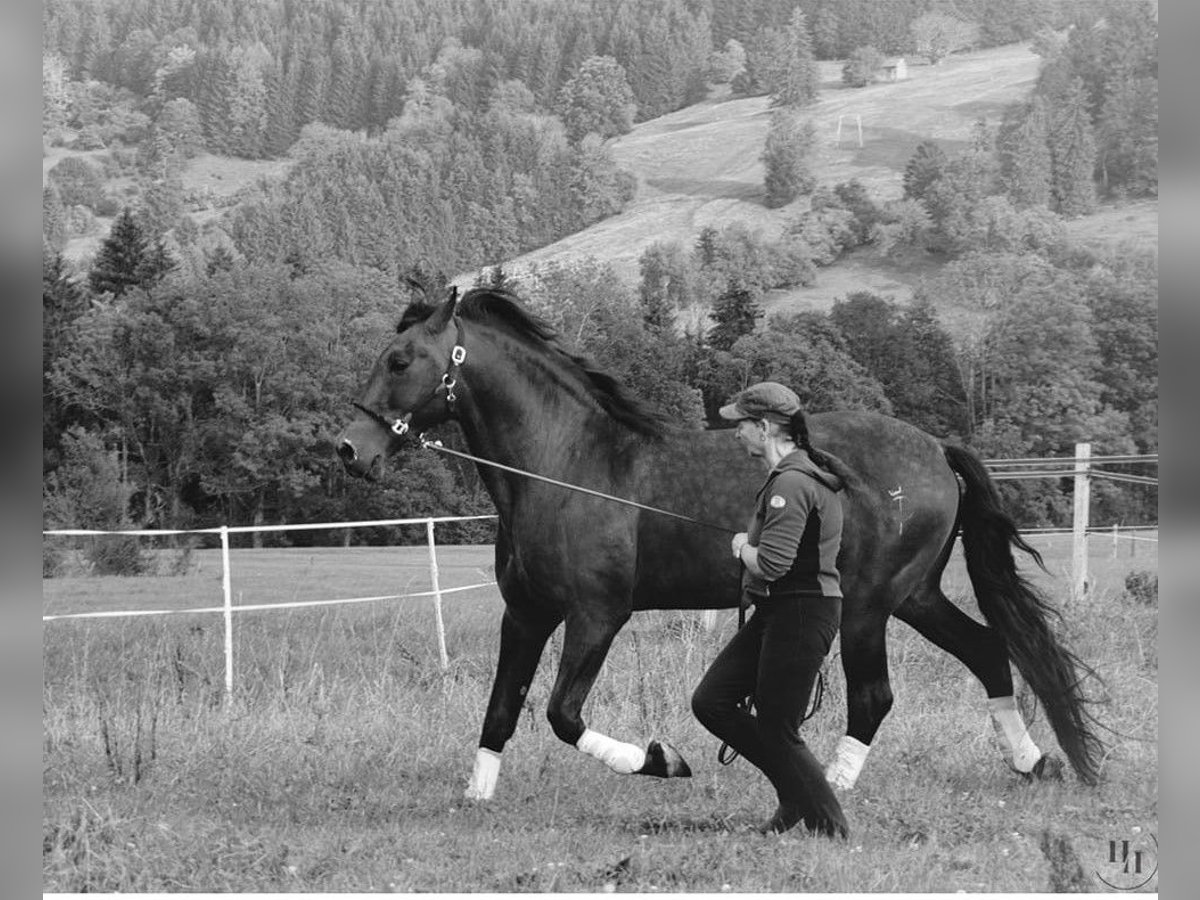 PRE Mix Ogier 16 lat 170 cm Gniada in Halblech PRE Mix Ogier 16 lat 170 cm Gniada in Halblech