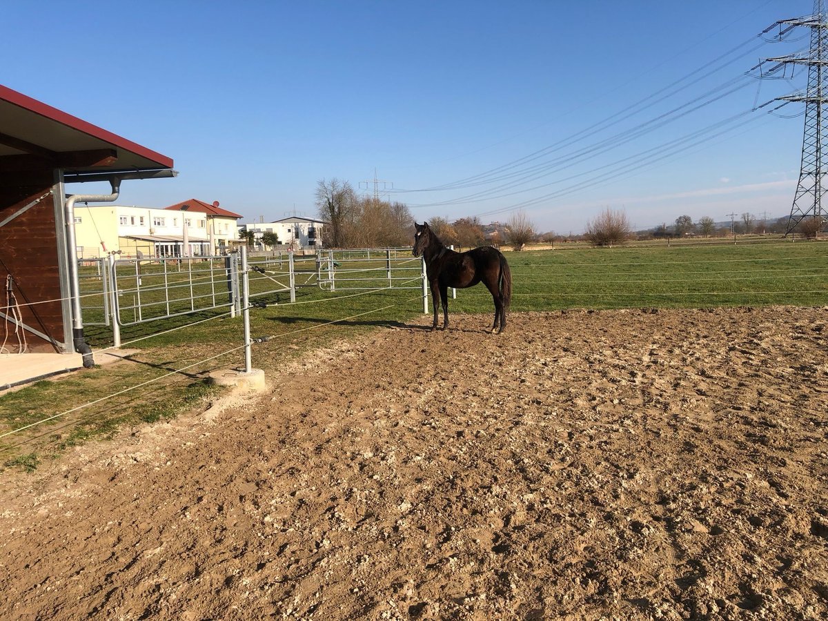 PRE Mix Ogier 1 Rok 162 cm Kara in Bahlingen am Kaiserstuhl
