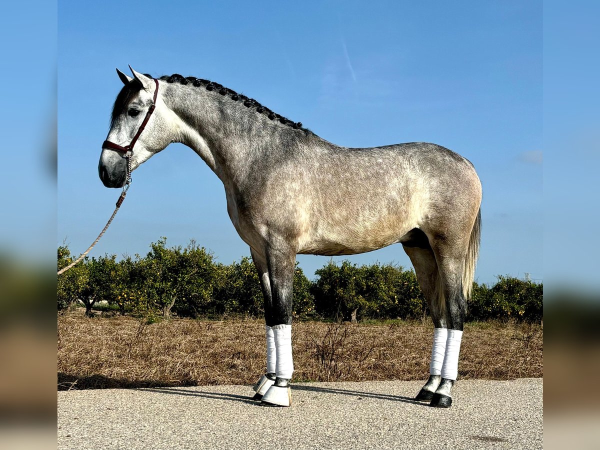 PRE Ogier 2 lat 160 cm Siwa jabłkowita in Moncada