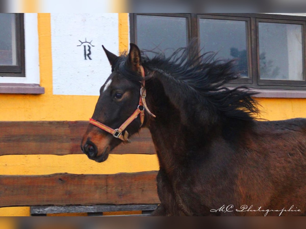 PRE Mix Ogier 2 lat 162 cm Gniada in Brandis