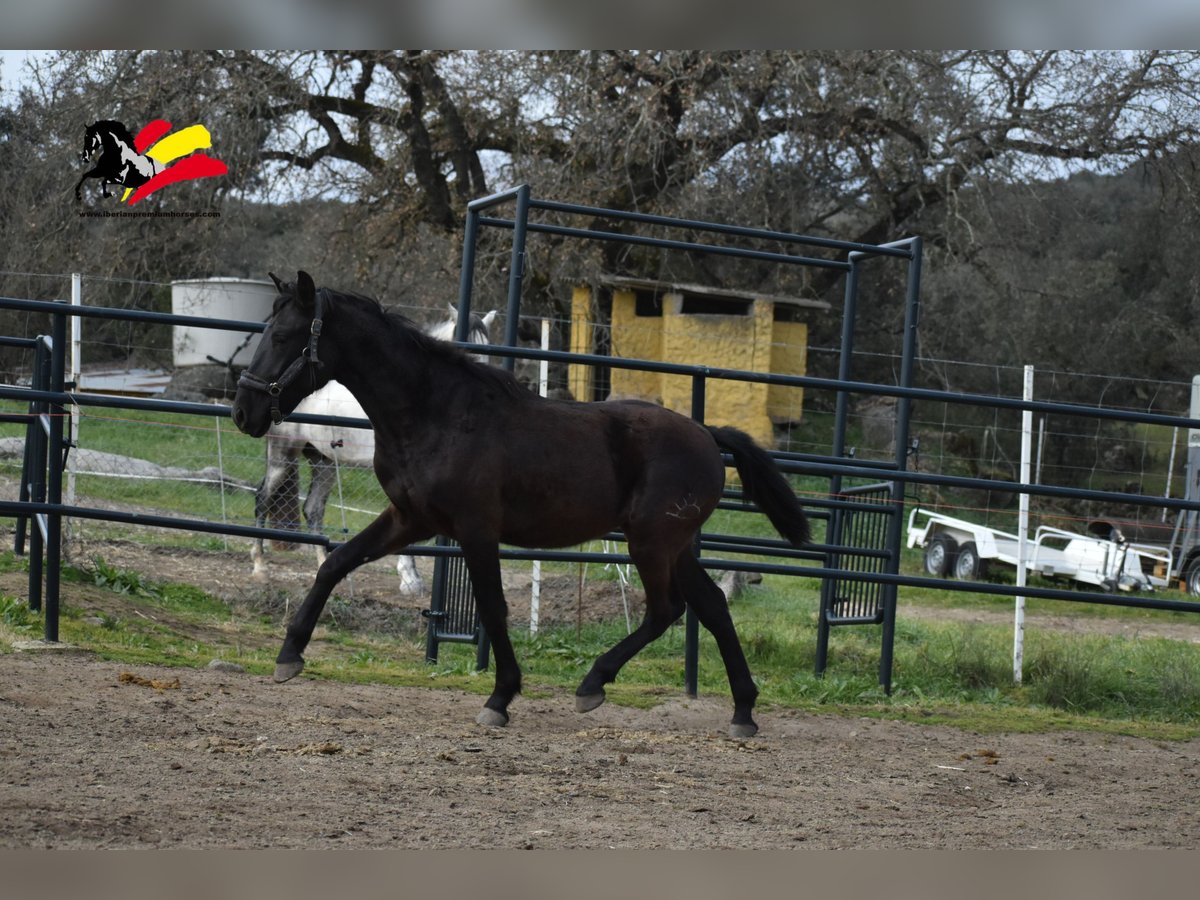 PRE Ogier 2 lat 170 cm Kara in El Real De La Jara, Sevilla