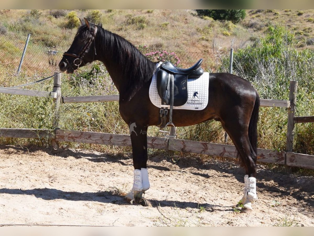 PRE Ogier 3 lat 156 cm Kara in Provinz Malaga