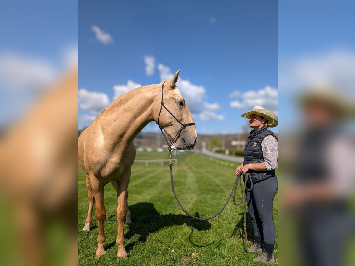 PRE Mix Ogier 3 lat 160 cm Izabelowata in Caumont