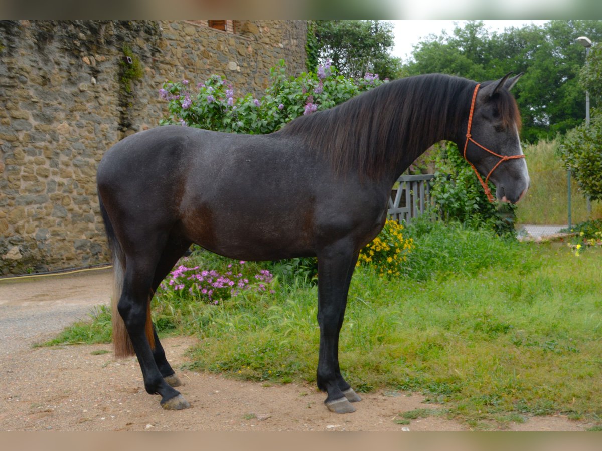 PRE Mix Ogier 3 lat 162 cm Siwa in MatajudaicaMonells