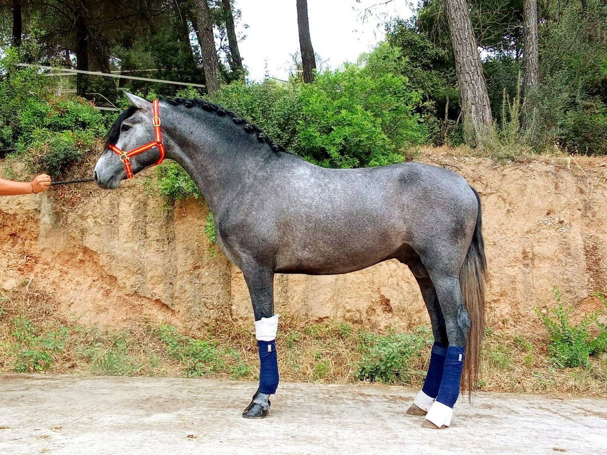 PRE Mix Ogier 3 lat 163 cm Siwa in Terrassa