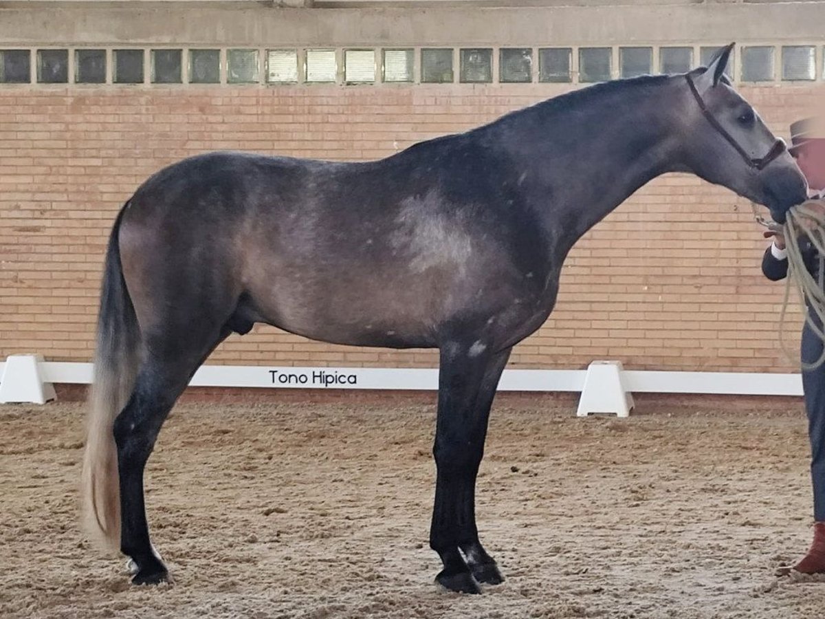 PRE Mix Ogier 3 lat 167 cm Siwa in Navas Del Madro&#xF1;o