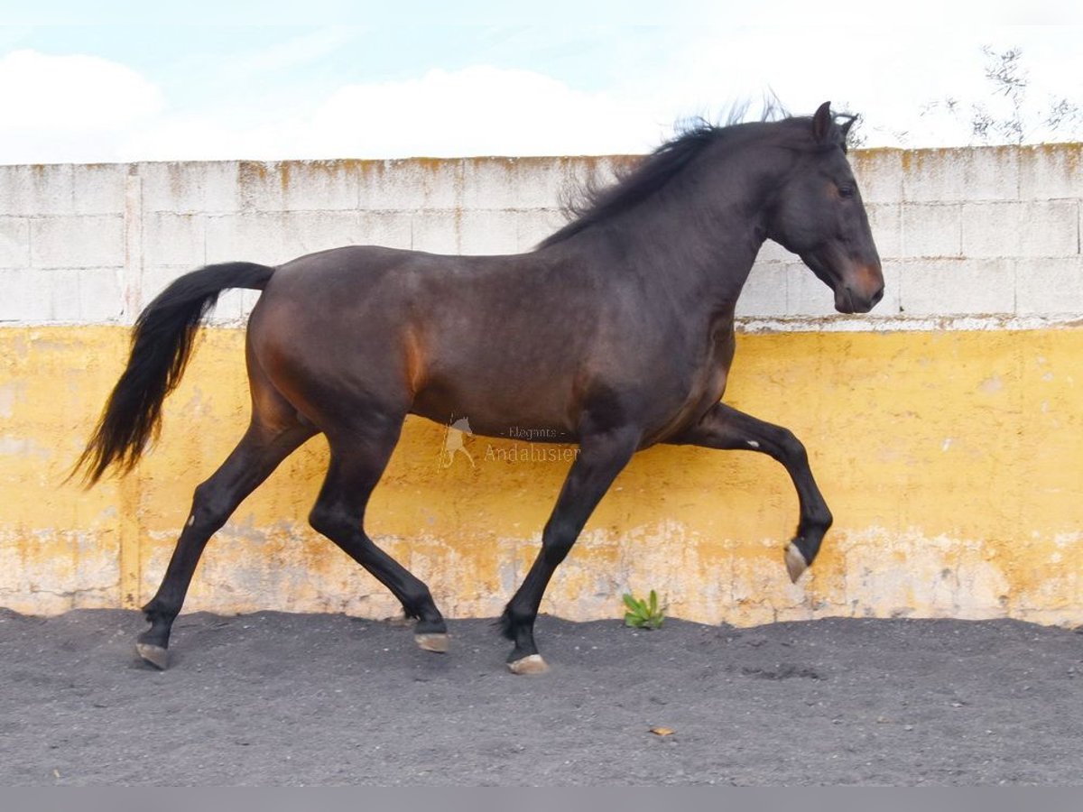 PRE Ogier 4 lat 160 cm Ciemnogniada in Provinz Granada