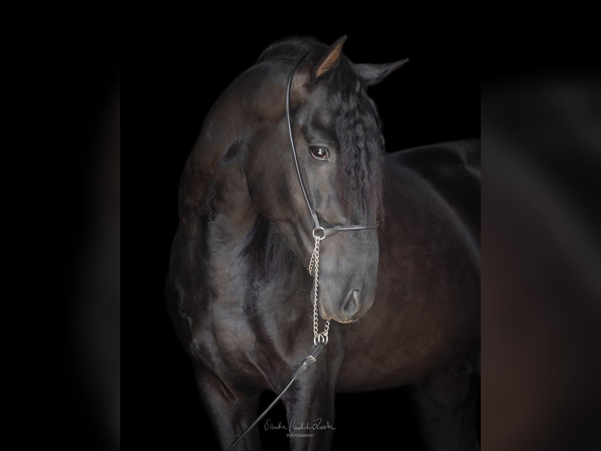 PRE Mix Ogier 4 lat 160 cm Kara in Argenbühl