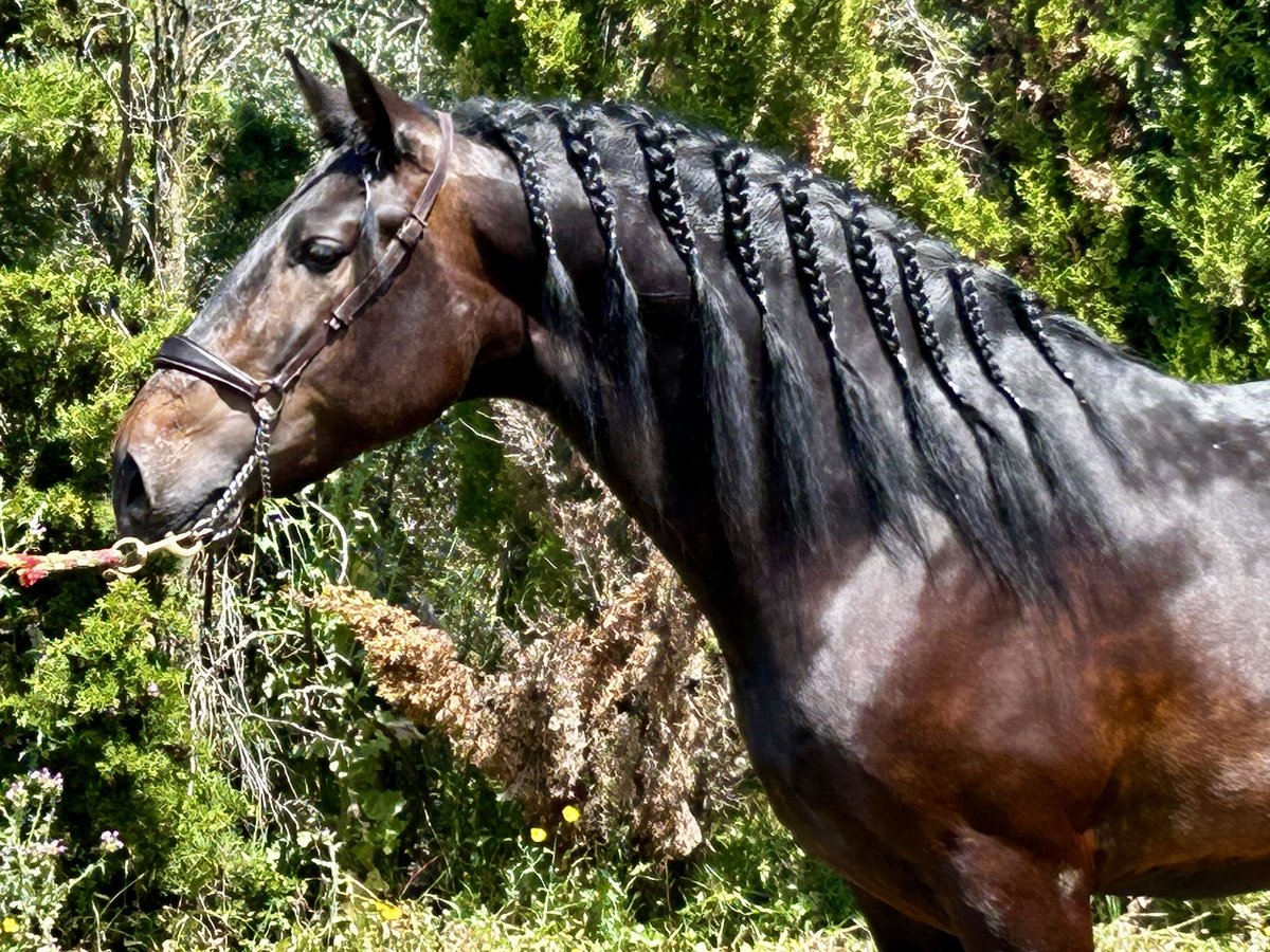 PRE Mix Ogier 4 lat 162 cm Ciemnogniada in Talavera De La Reina