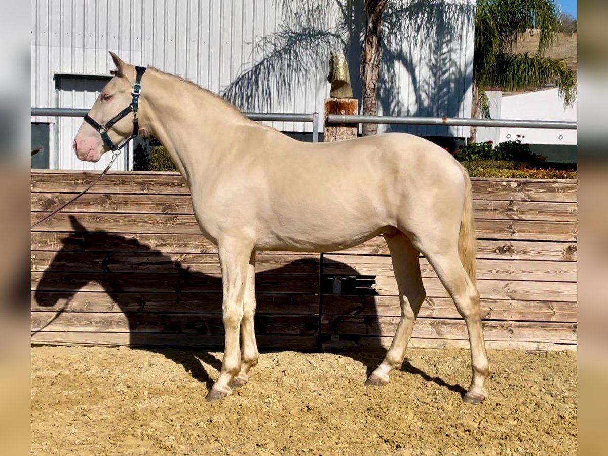 PRE Ogier 4 lat 164 cm Cremello in Marbella