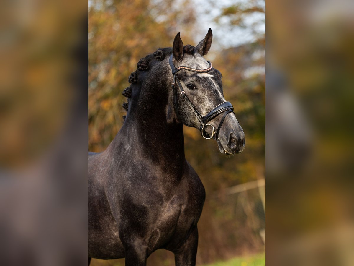 PRE Mix Ogier 4 lat 165 cm Stalowosiwy in Krimpen aan den IJssel