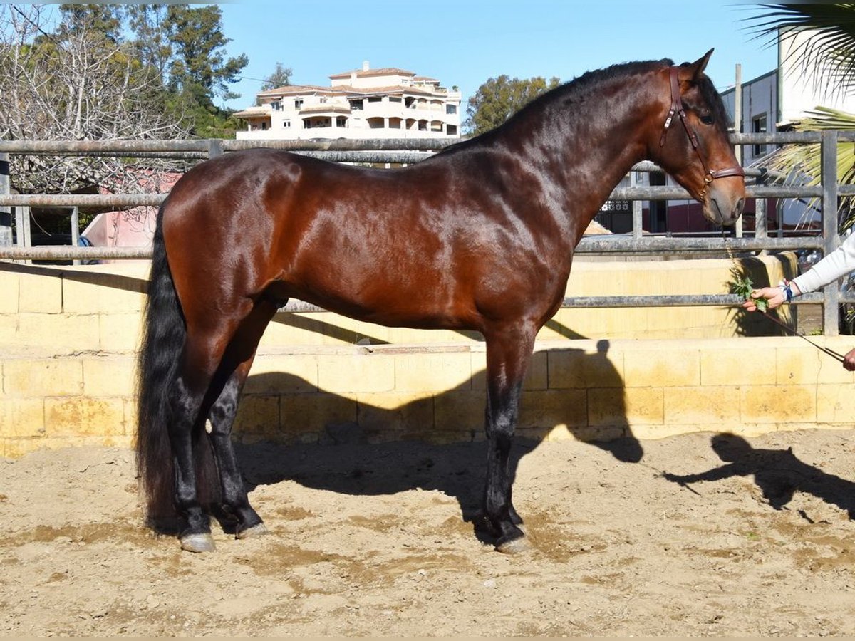 PRE Ogier 4 lat 167 cm Gniada in Provinz Malaga