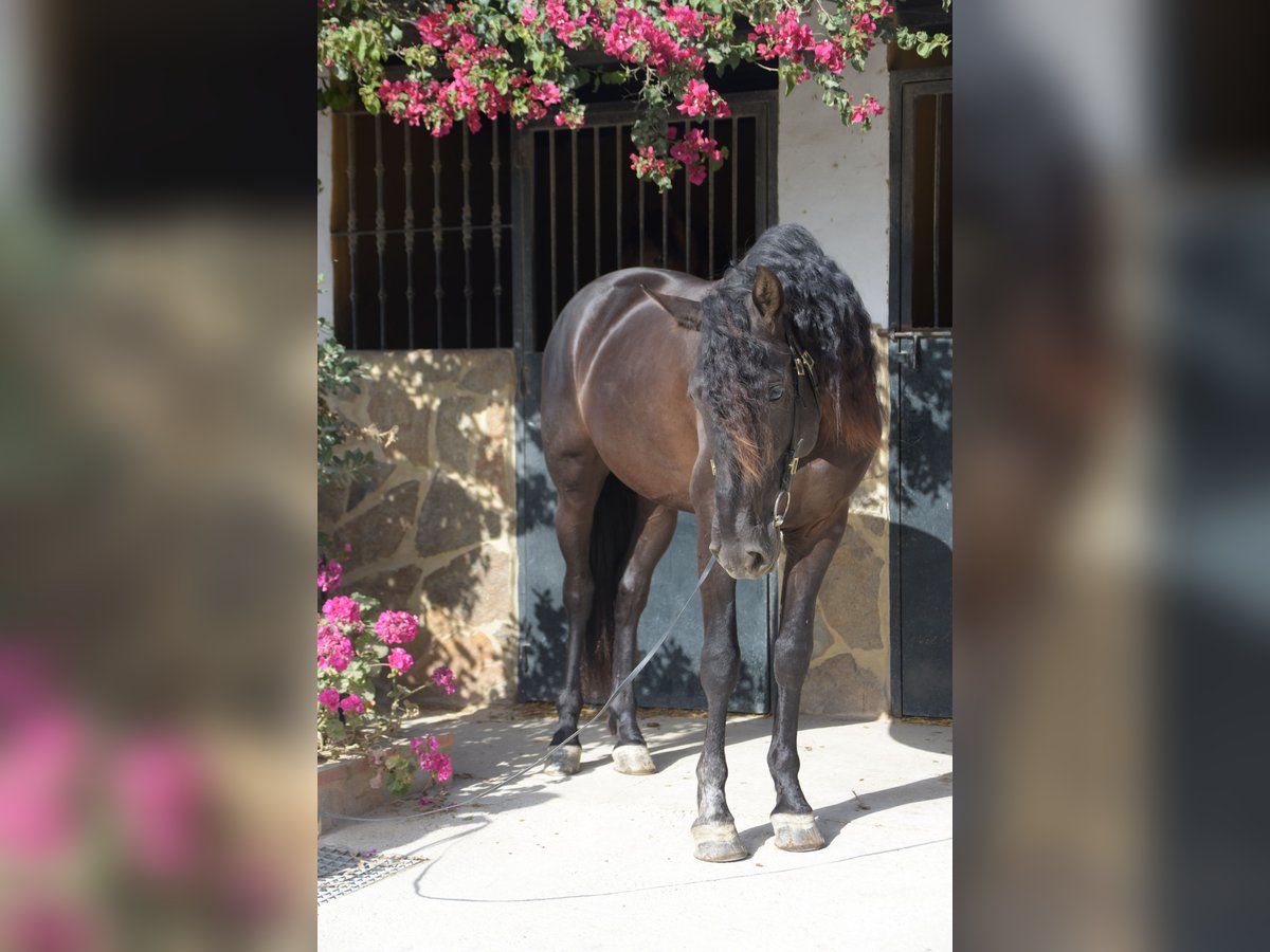 PRE Ogier 5 lat 161 cm Kara in Vejer de la Frontera
