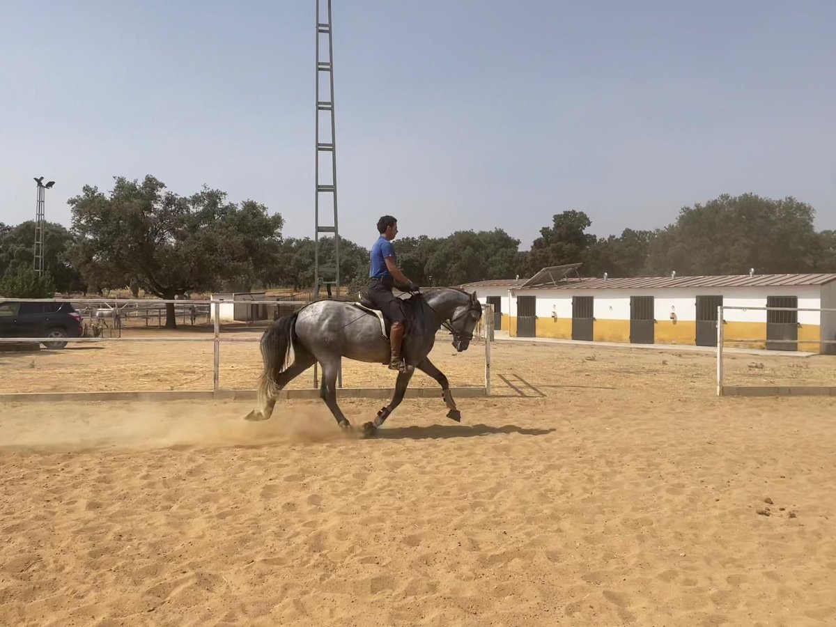 PRE Mix Ogier 5 lat 165 cm Siwa in Villanueva De Córdoba