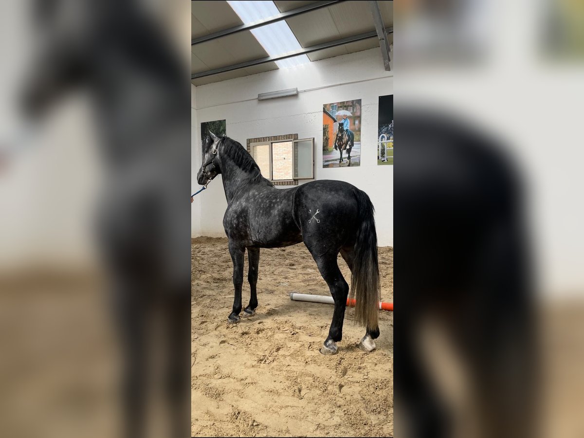 PRE Ogier 5 lat 168 cm Siwa in Morcone