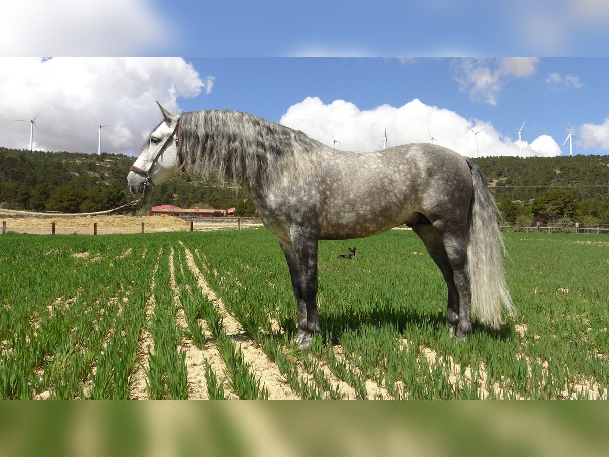 PRE Ogier 6 lat 157 cm Siwa in Alpera
