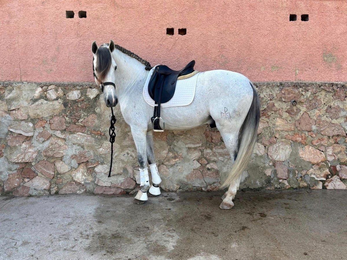 PRE Mix Ogier 6 lat 163 cm Siwa w hreczce in Puig, Del (Playa)