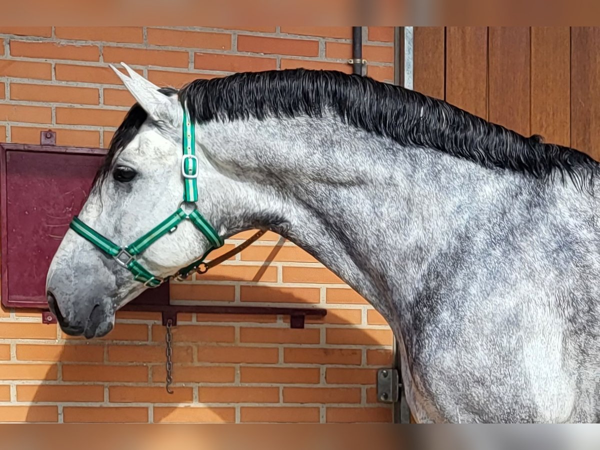 PRE Mix Ogier 7 lat 175 cm Siwa in Madrid