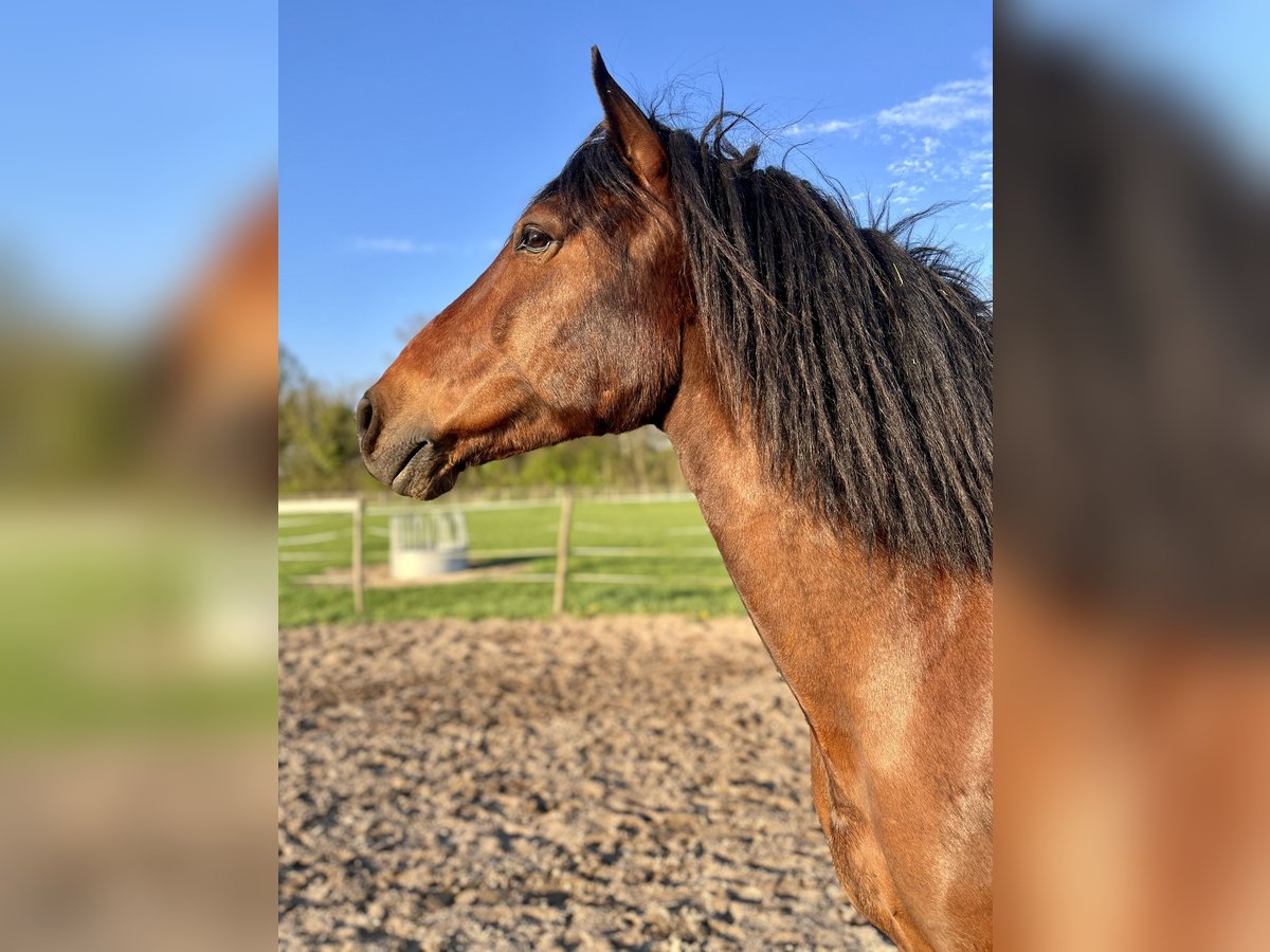 PRE Mix Ruin 10 Jaar 158 cm Bruin in Bad Segeberg