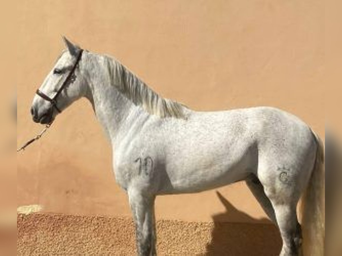 PRE Mix Ruin 10 Jaar 162 cm Schimmel in C&#xE1;ceres