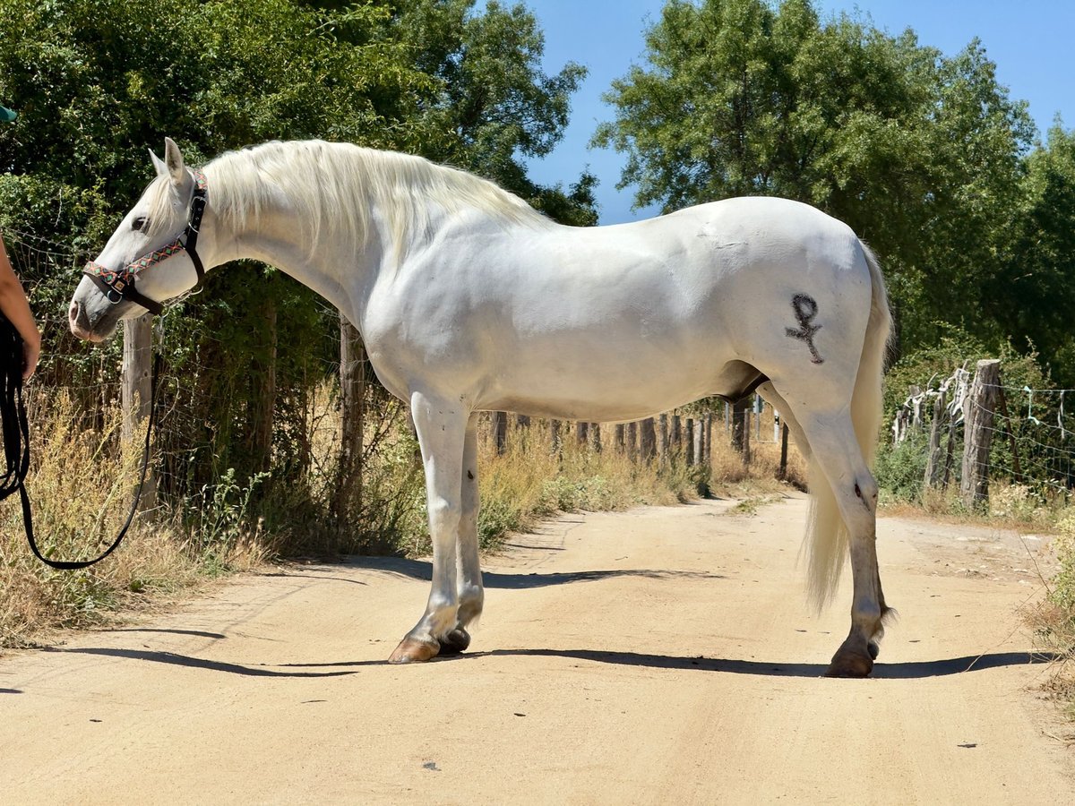 PRE Mix Ruin 11 Jaar 164 cm Schimmel in Fresnedillas De La Oliva