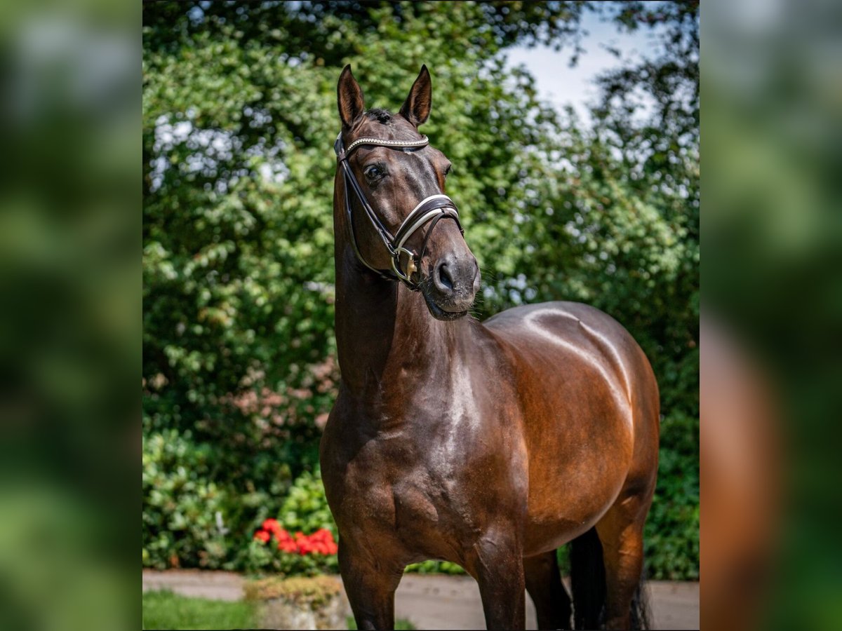 PRE Mix Ruin 11 Jaar 168 cm Donkerbruin in Sottrum