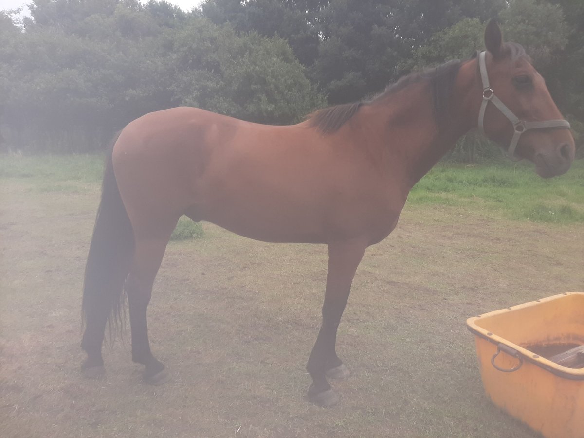 PRE Mix Ruin 17 Jaar 163 cm Donkere-vos in Gro&#xDF;obringen